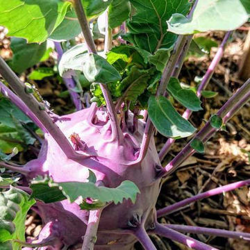 Viola Kohlrabi Viola Kohlrabi