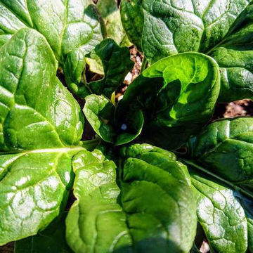 Spinach Spinach