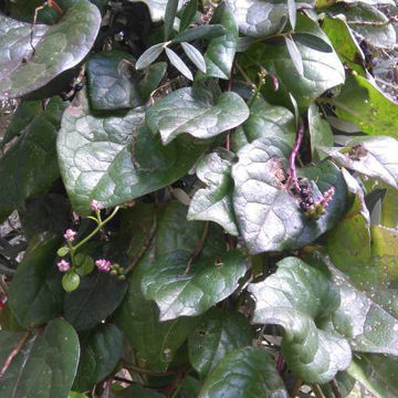 Malabar Spinach Malabar Spinach