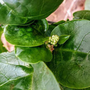 Malabar Spinach White Malabar Spinach White