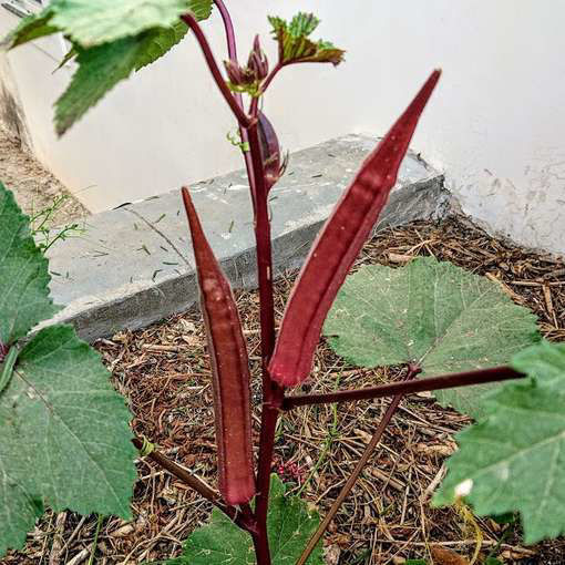 Long Red Okra