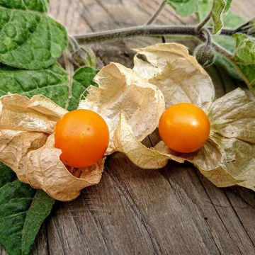 Schönbrunner Gold Physalis Schönbrunner Gold Physalis