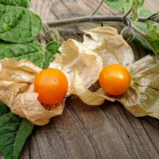 Schönbrunner Gold Physalis