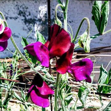 Almost Black Sweet Pea Almost Black Sweet Pea