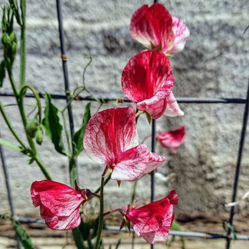 America Sweet Pea America Sweet Pea