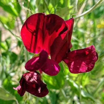 Black Knight Sweet Pea Black Knight Sweet Pea
