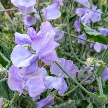 Chelsea Centenary Sweet Pea Chelsea Centenary Sweet Pea