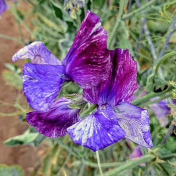 Earl Grey Sweet Pea Earl Grey Sweet Pea
