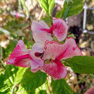 Linda Carole Sweet Pea Linda Carole Sweet Pea