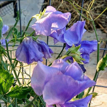 Lovely Lady Sweet Pea Lovely Lady Sweet Pea