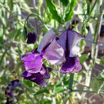 Nimbus Sweet Pea Nimbus Sweet Pea