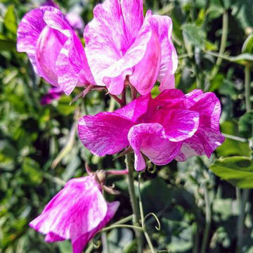 Pandemonium Sweet Pea Pandemonium Sweet Pea