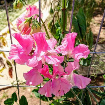 Pink Nines Sweet Pea Pink Nines Sweet Pea