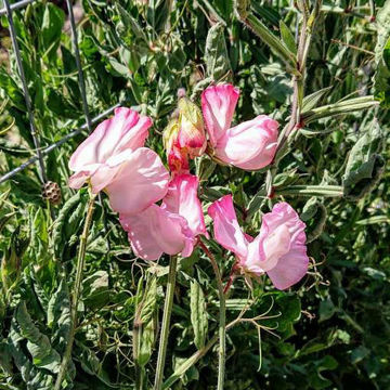 Rosy Frills Sweet Pea Rosy Frills Sweet Pea