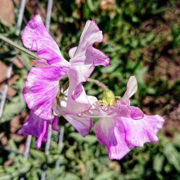 Sir Jimmy Shand Sweet Pea Sir Jimmy Shand Sweet Pea