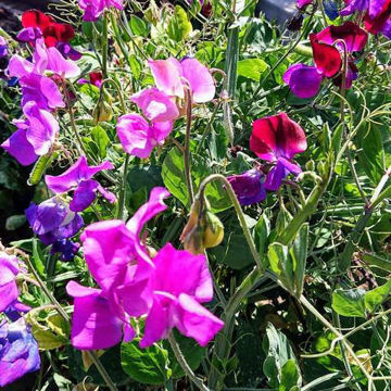 Blue-Purple-Mix Sweet Pea Blue-Purple-Mix Sweet Pea