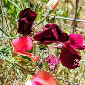 Pink-Red-Mix Sweet Pea Pink-Red-Mix Sweet Pea