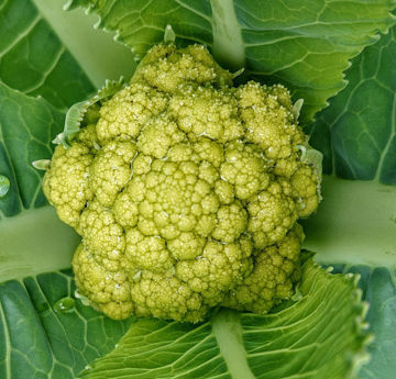 Green Macerata Cauliflower Green Macerata Cauliflower