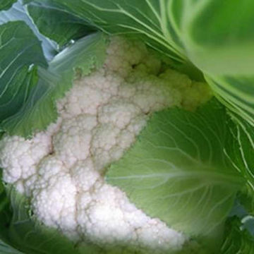 Cauliflower Palla Di Neve X Cauliflower Palla Di Neve X