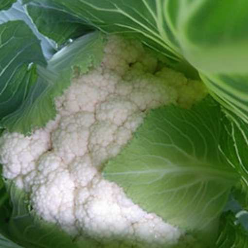 Cauliflower Palla Di Neve X