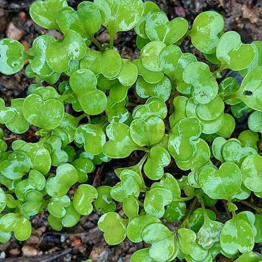 Broccoli Raab Quarantina