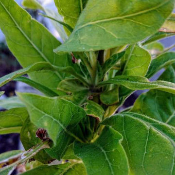 Havana Gold Tobacco Havana Gold Tobacco