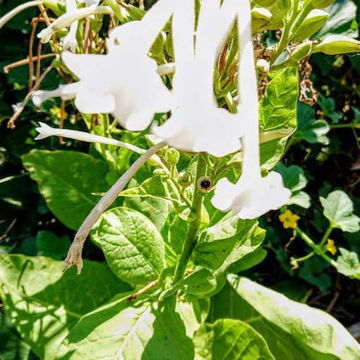 Only the Lonely Woodland Tobacco Only the Lonely Woodland Tobacco