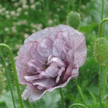 Poppy Pandora Poppy Pandora