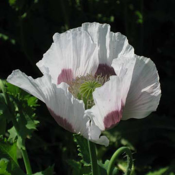 Poppy Single Lilac Poppy Single Lilac