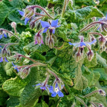 Borage Borage
