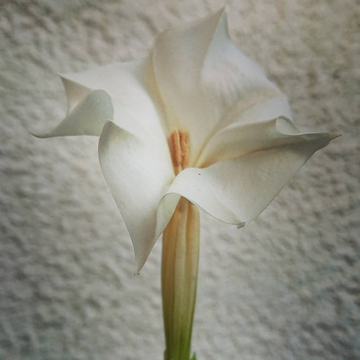 Datura metel Datura metel