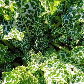 Milk Thistle Milk Thistle