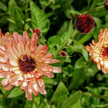 Bronzed Beauty Marigold Bronzed Beauty Marigold
