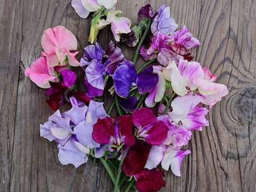 Show products in category Sweet Peas Picture for category Sweet Peas