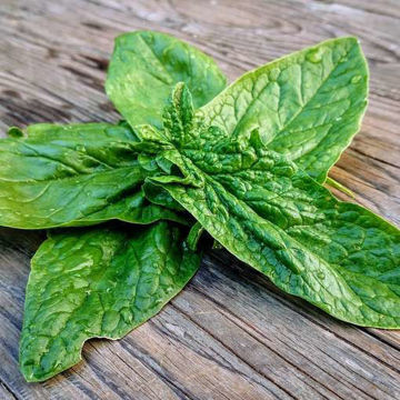 Spinach Monstrueux de Viroflay Spinach Monstrueux de Viroflay