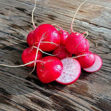 Radish Burro Gigante Radish Burro Gigante