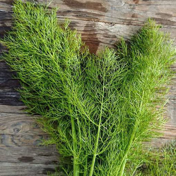 Fennel Fennel