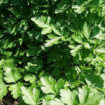 Plain Leaved Parsley Plain Leaved Parsley