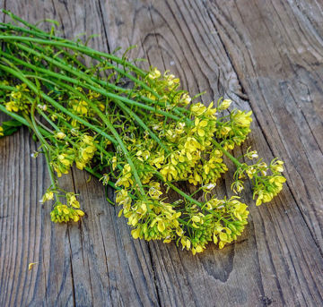 Brown Mustard Brown Mustard