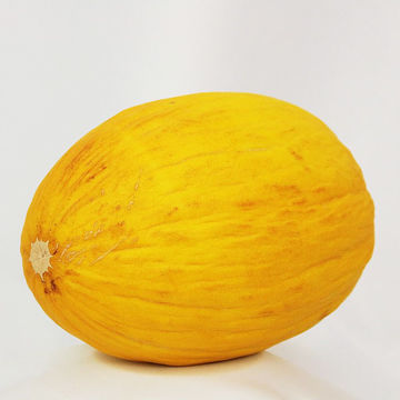 Napoletano Giallo 3 Melon Napoletano Giallo 3 Melon