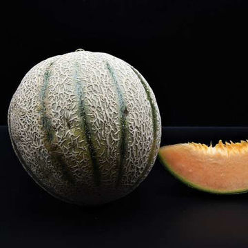 Retato Degli Ortolani Melon Retato Degli Ortolani Melon