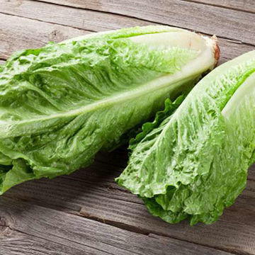 Lettuce Parris Island Lettuce Parris Island