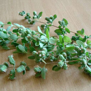 Oregano Rhodope Oregano Rhodope