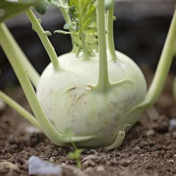 Kohlrabi White Vienna Kohlrabi White Vienna