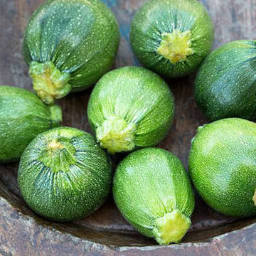 Redondo de Niza Zucchini Redondo de Niza Zucchini