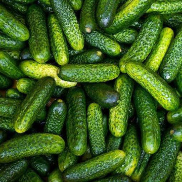 English Cucumber - Telegraph Improved - 20 Seeds