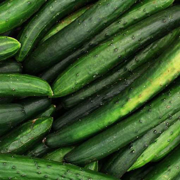 Marketmore 76 Cucumber Marketmore 76 Cucumber
