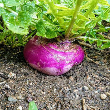 Turnip Purple Top White Globe Turnip Purple Top White Globe