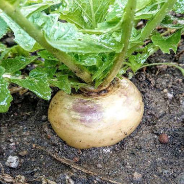 Turnip Snowball Turnip Snowball