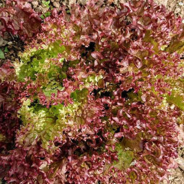 Lollo Rossa Lettuce Lollo Rossa Lettuce